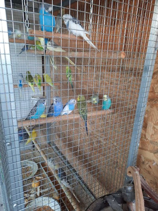 Продавам вълнисти папагали