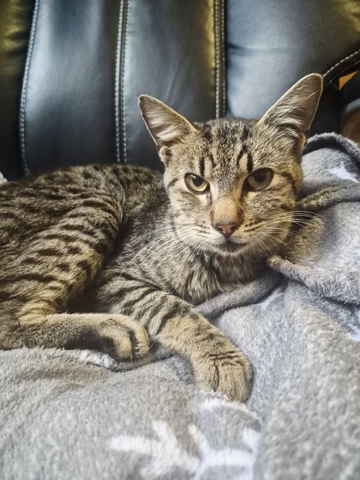 Pisicel pentru adoptie