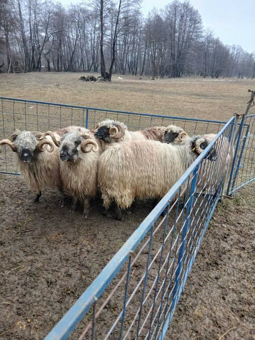 Vând berbeci bucălai