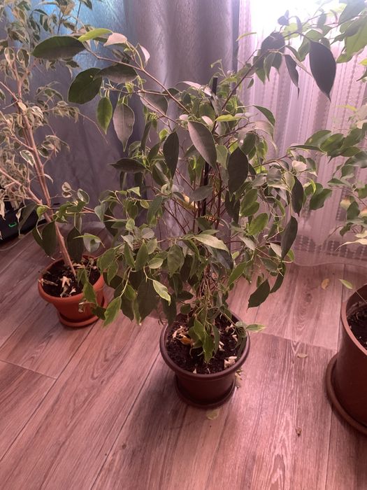 Продам комнатные растения