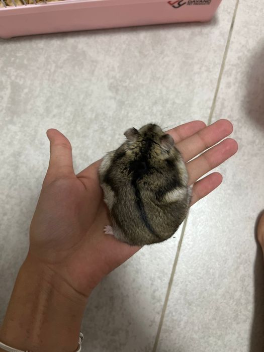 Хомяки девочки (2),вместе с клеткой и кормом