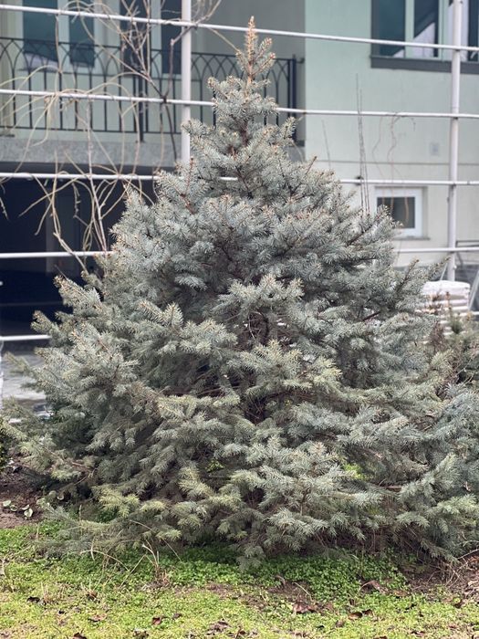 Голубой ель высота от 2-3 метров
