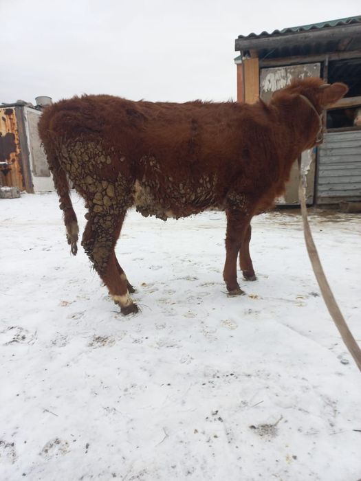 Продам тёлка 320тыс.