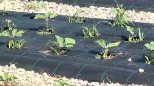 Anti-buruieni FOLIE AGROTEXTIL Rezistență 6-8 ani