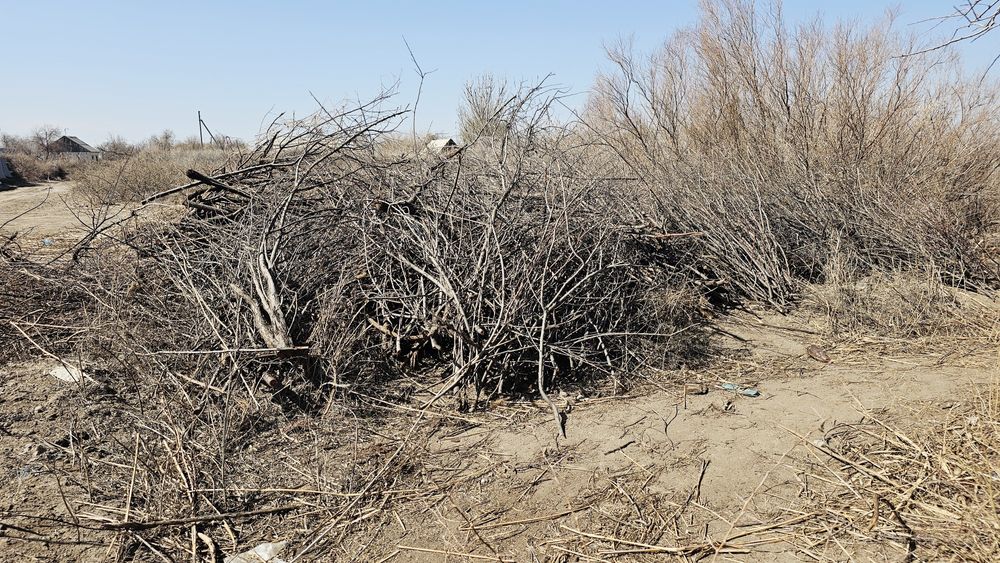 Тегін отын өрік жиде талдары