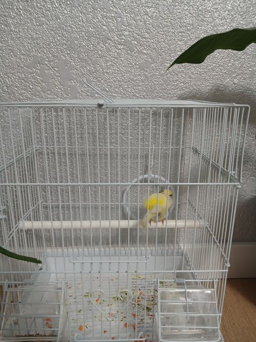 Продам  канарейк самцы готовый