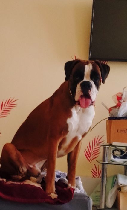 Продаются щенки немецкого боксёра