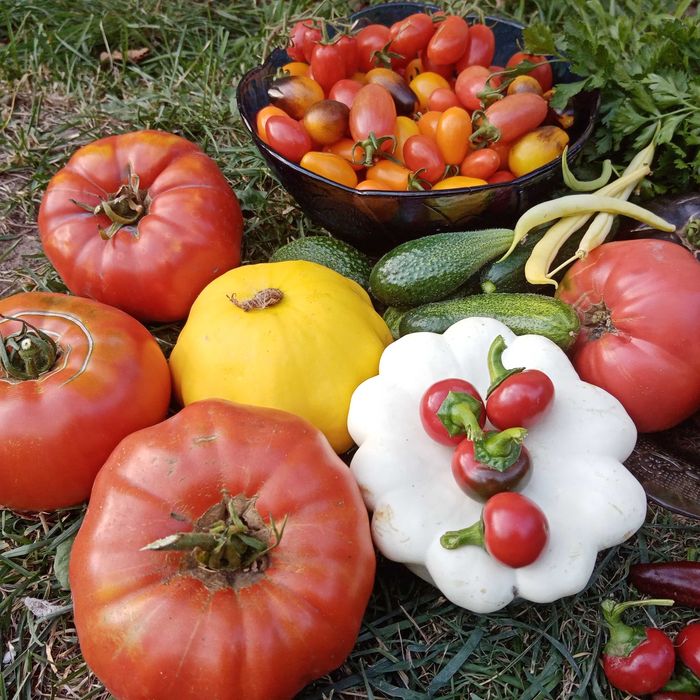 Vand Rasaduri de legume soiuri deosebite