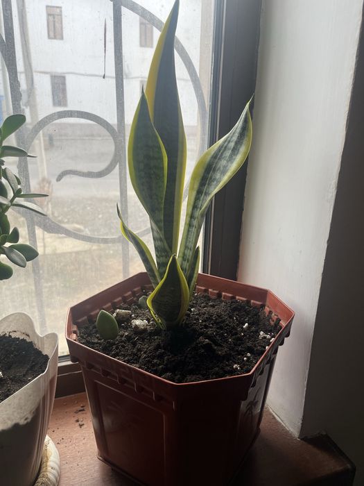 Цветы гулдер бар сатылатын