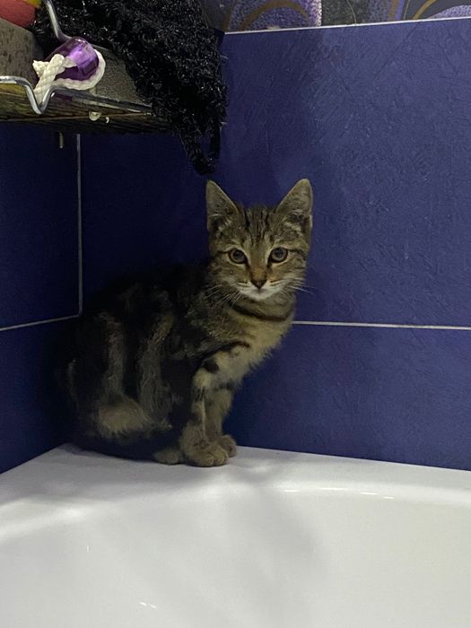 Отдам котёнка даром
