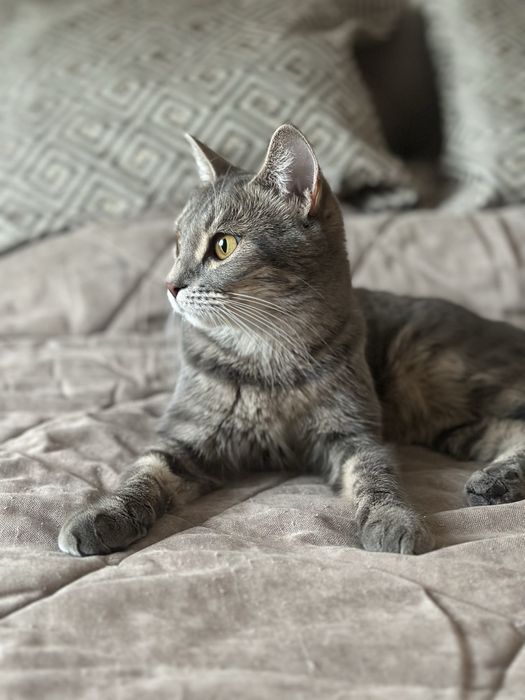 Кошечка Лекси 1,5 года