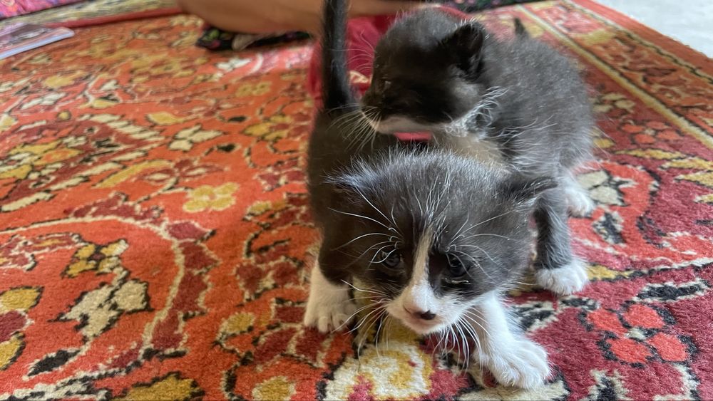 Отдам котят в хорошие руки , одна девочка и один мальчик.