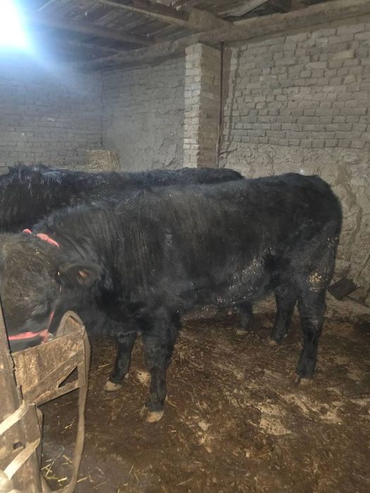 Toza qon angus sotiladi