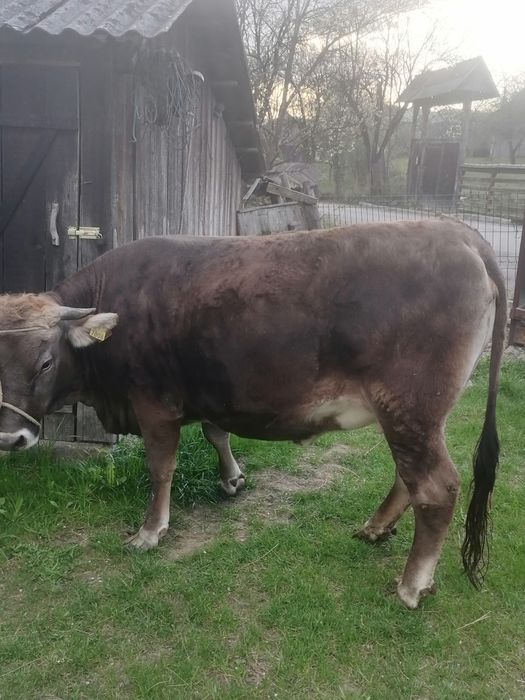 Vând jurinca de 2 ani gestanta în 8 luni