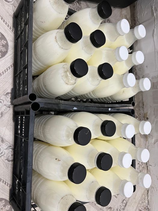 Кымыз шубат Нарынкол Акши 100% таза дами жаксы колдики Қымыз Шұбат