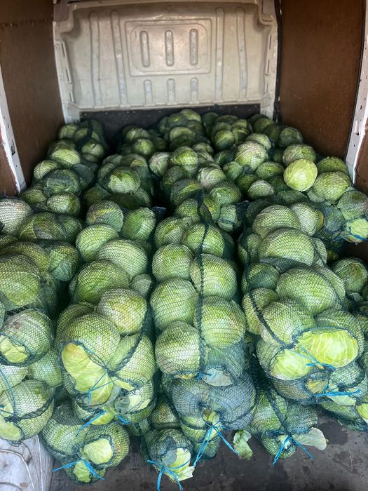 Varza bucharest , kilaherb , victoria