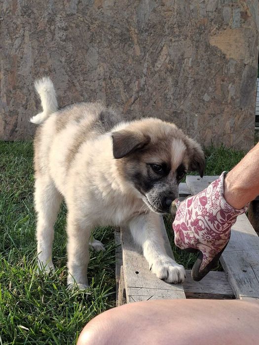 Căței pentru adoptie
