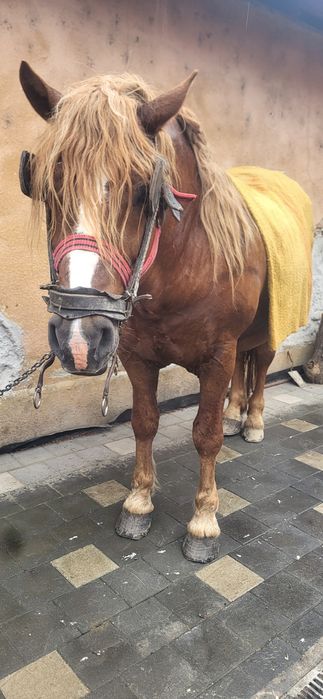 Vand armasar cuminte nu a fost dat la iepe garantat