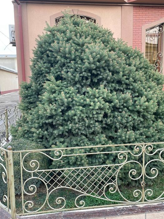 Арчалар сотилади