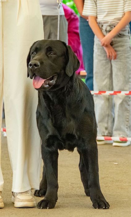 Ищем девочку для вязки Лабрадор ретривер