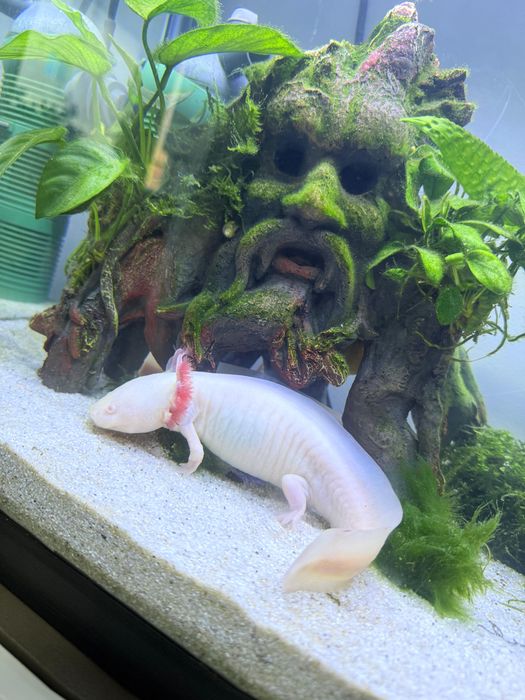 Axolot femela 25 cm
