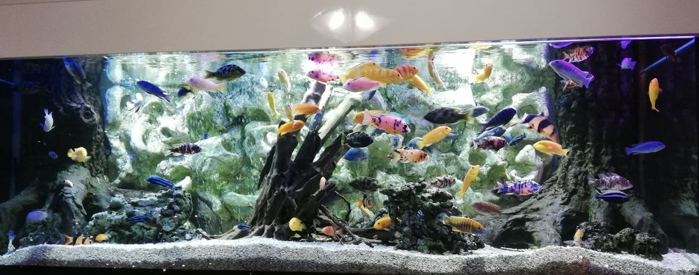 Amenajare și întreținere acvarii