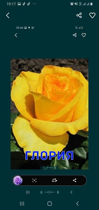 Розый бутонами и корнями