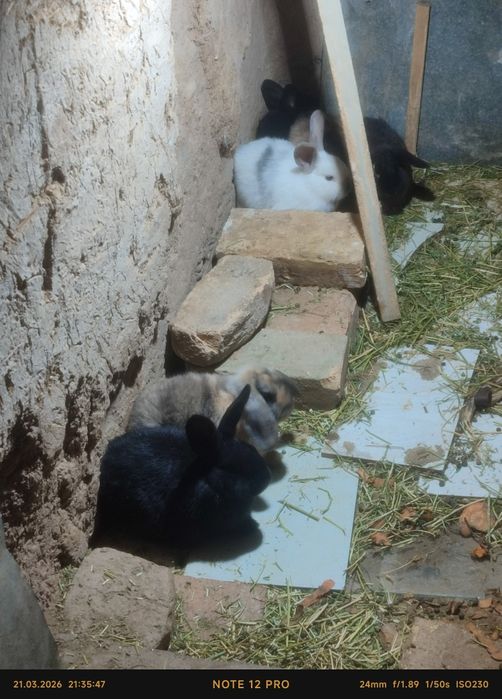 Quyon bitta onas va yetta bolas bor