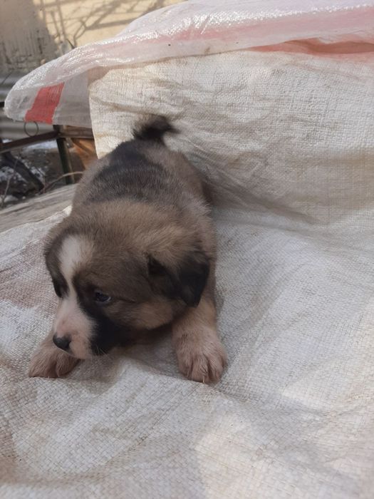 Отдадим собачек в добрые руки