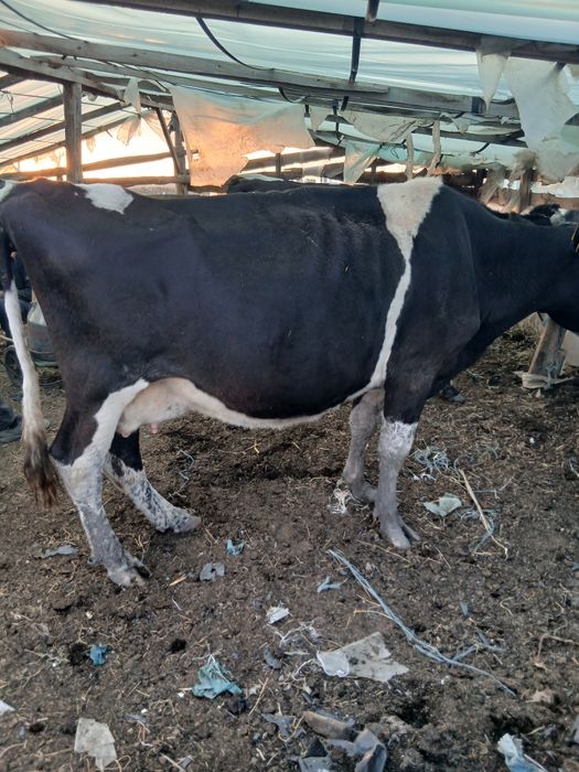Vaca si vițica de vănzare