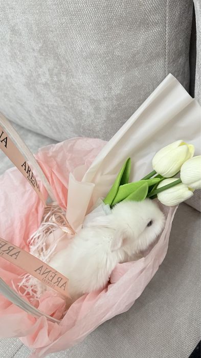 декаративный кролик, только самовывоз