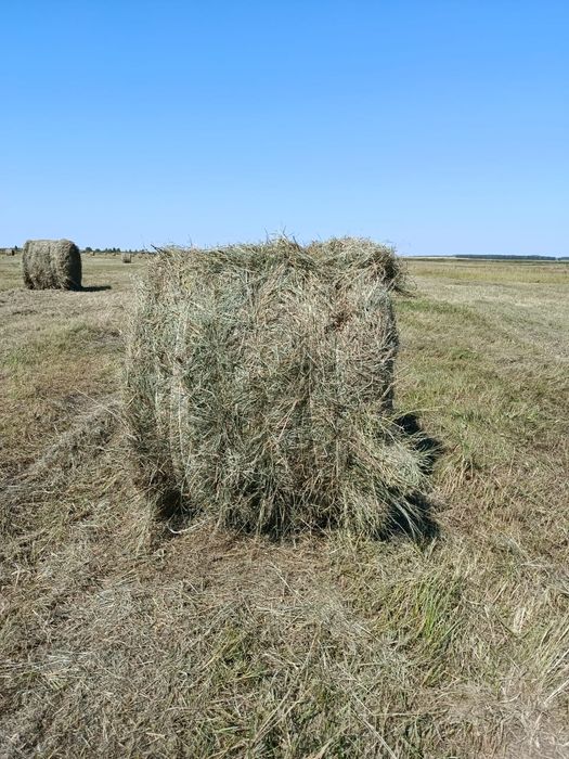 Сено разнотравье свежий покос