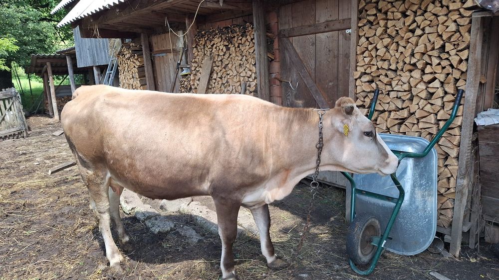 Vacă brună de maramureș