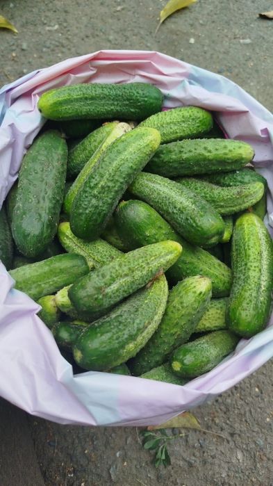 Продам огурцы домашние