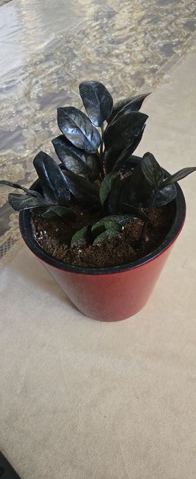 Xonaki gullar sotiladi