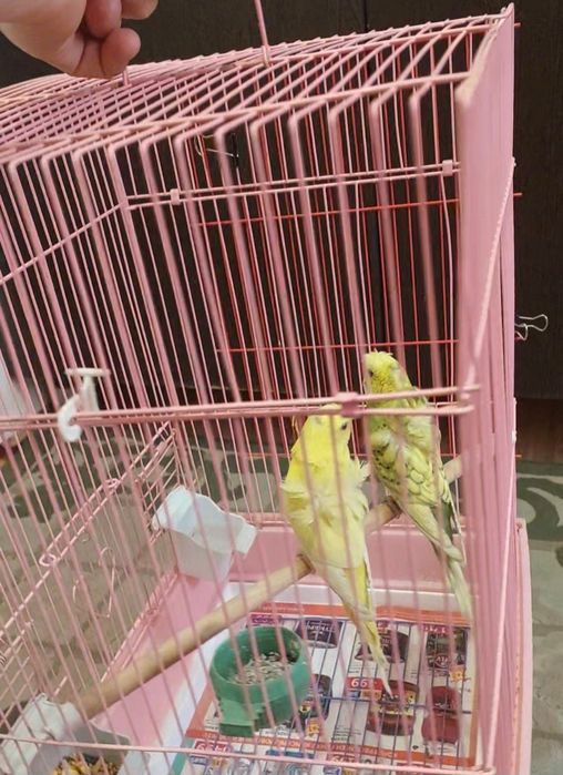 Попугай ангелы хогаромы пара