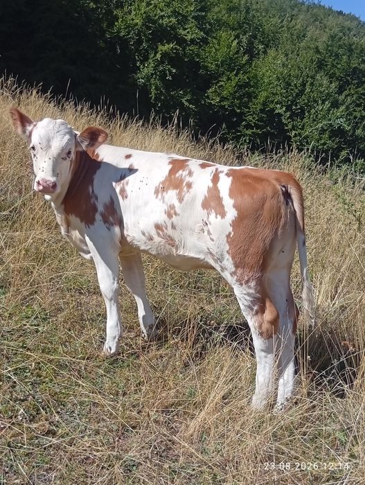 vind 2 vitele  baltate