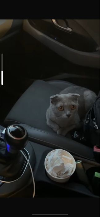 Отдаем кошку в добрые руки