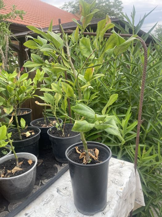 Vand lamai in ghiveci!