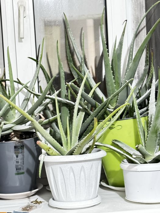 Алое лечебное не дорого листьями и горшком