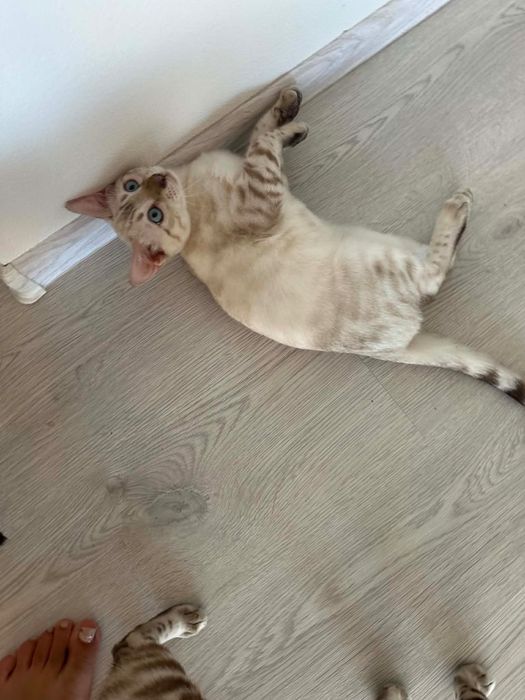 Бенгалски котета