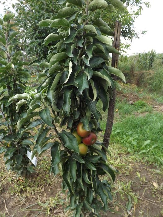 Pomi fructiferi columnari