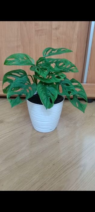 Продам цветы комнатные