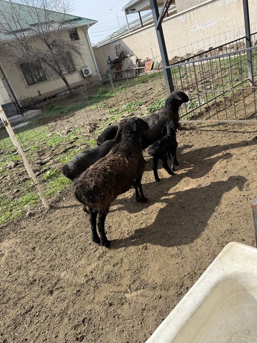 Саулық сатылады