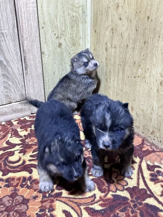 Продам щенят в добрые руки