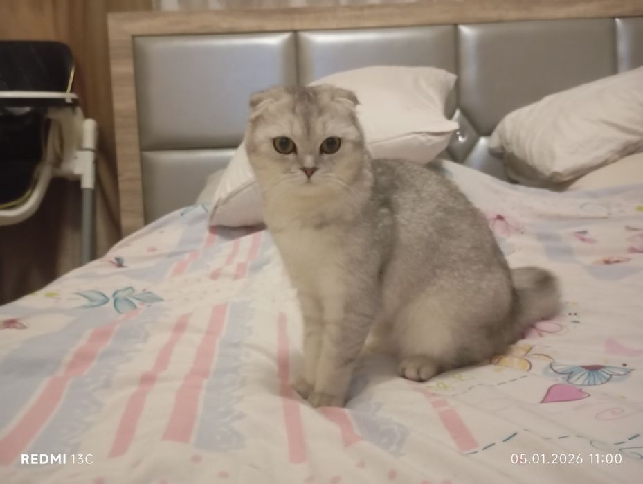 Зотли мушук. Породистая кошка