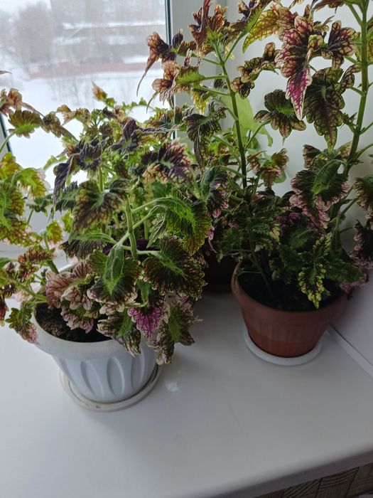 Продам цветы разные