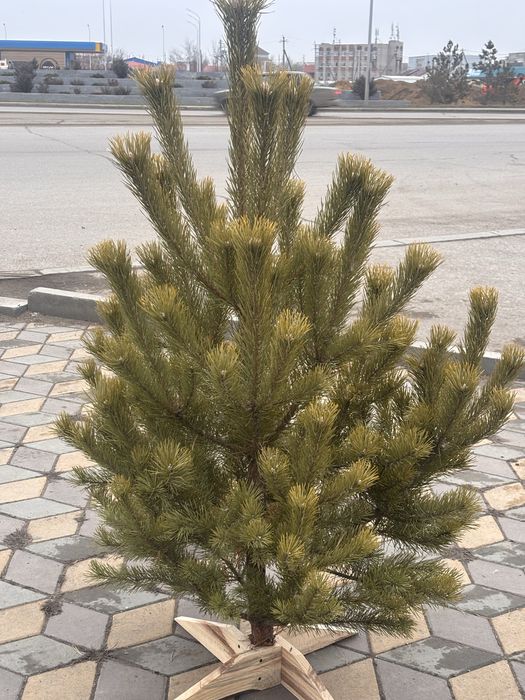 Сосны , ели , елки