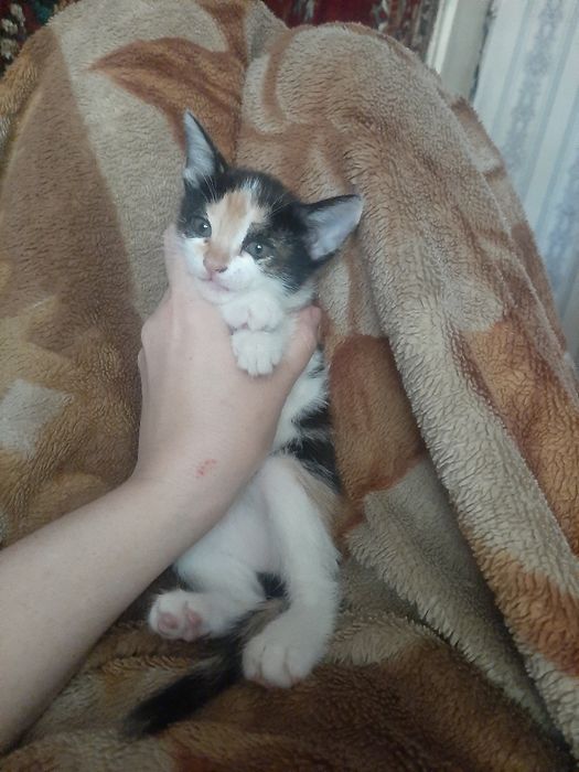 Котята в заботливые руки