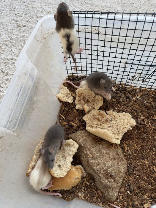 Șobolani dumbo rex si normali de companie